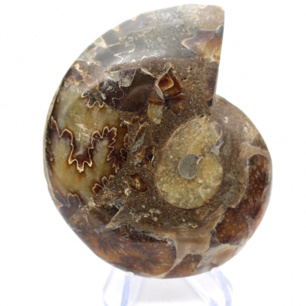 Genuine Mahajanga ammonite with a polished face