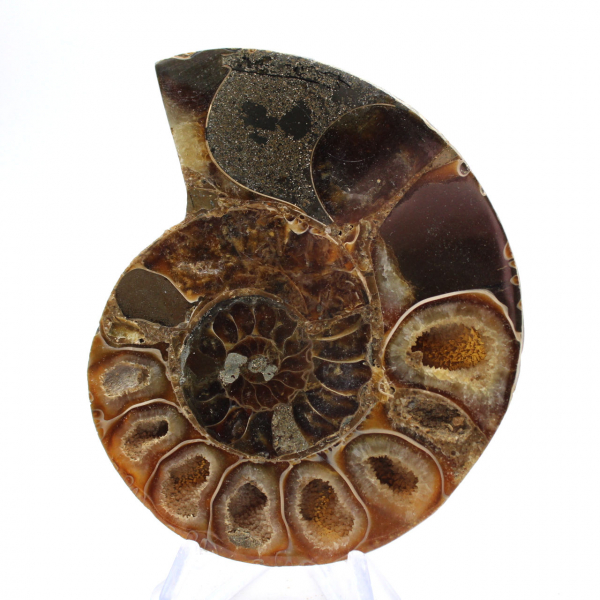 Genuine Mahajanga ammonite with a polished face