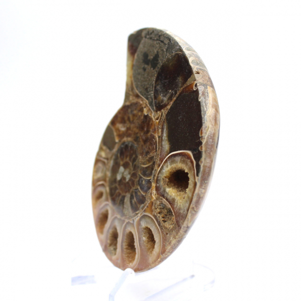 Genuine Mahajanga ammonite with a polished face