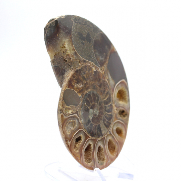 Genuine Mahajanga ammonite with a polished face