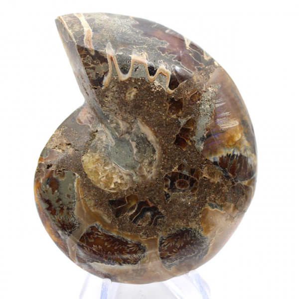 Fossil cephalopod Ammonite: Polished/Raw Duality