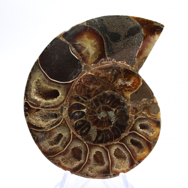Fossil cephalopod Ammonite: Polished/Raw Duality