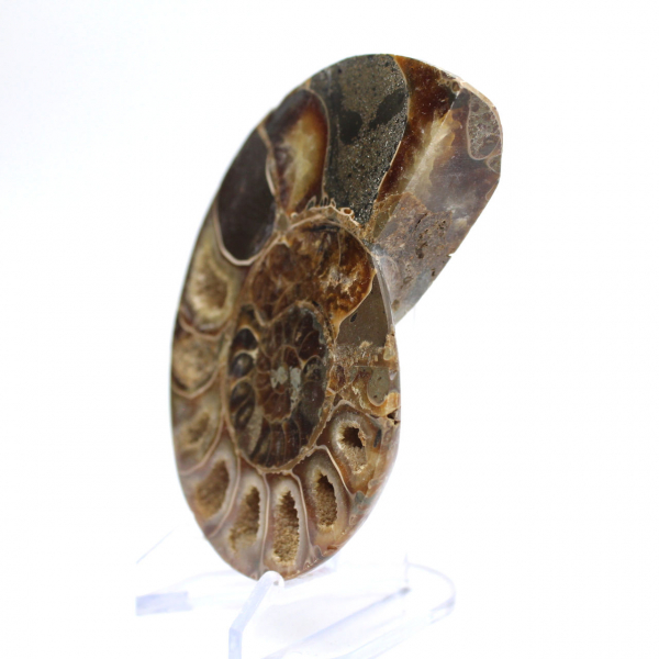 Fossil cephalopod Ammonite: Polished/Raw Duality