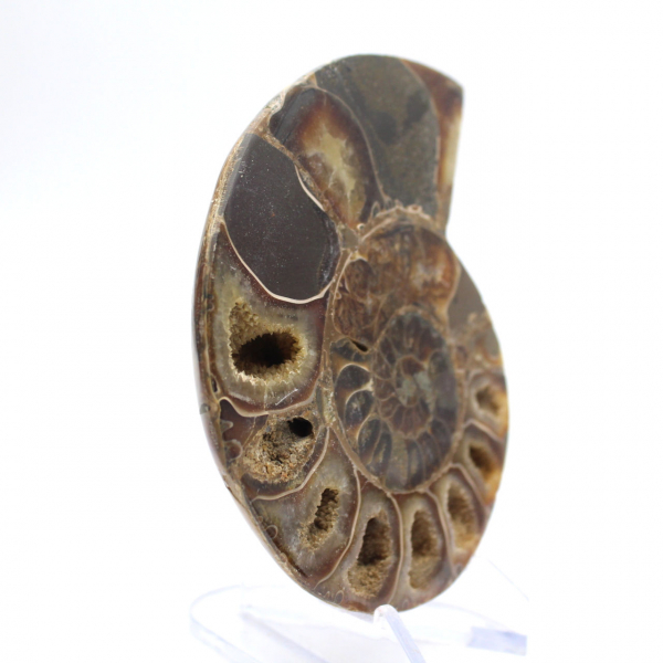 Fossil cephalopod Ammonite: Polished/Raw Duality