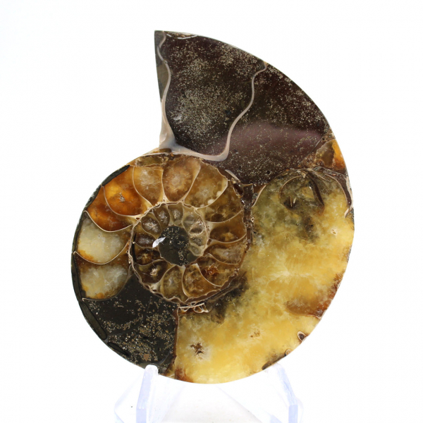 Natural ammonite from Madagascar - Display piece
