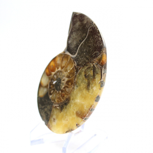 Natural ammonite from Madagascar - Display piece