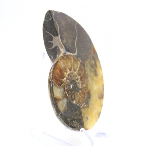 Natural ammonite from Madagascar - Display piece