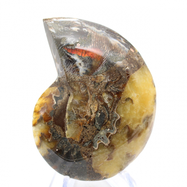 Polished Ammonite Fossil: Aesthetics and Science