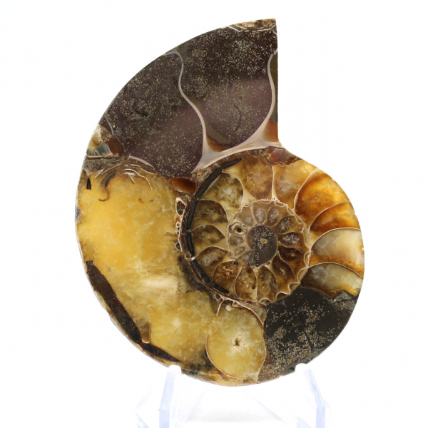 Polished Ammonite Fossil: Aesthetics and Science