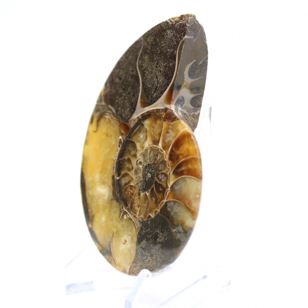Polished Ammonite Fossil: Aesthetics and Science