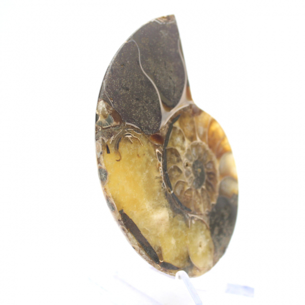 Polished Ammonite Fossil: Aesthetics and Science
