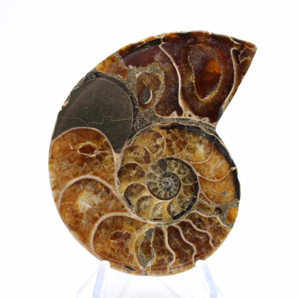Ammonite from Madagascar: Mineralogy Specimen