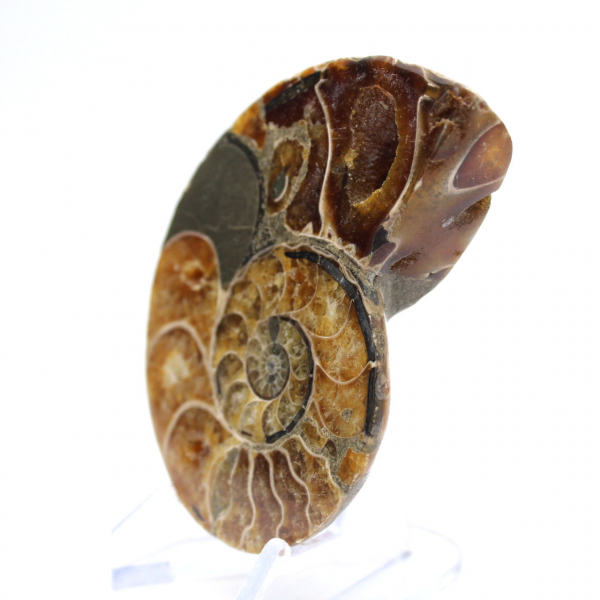 Ammonite from Madagascar: Mineralogy Specimen