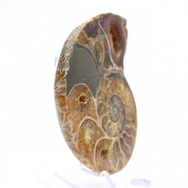 Ammonite from Madagascar: Mineralogy Specimen