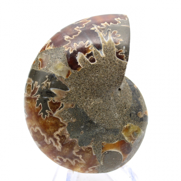 Authentic fossilized ammonite: Handcrafted finish