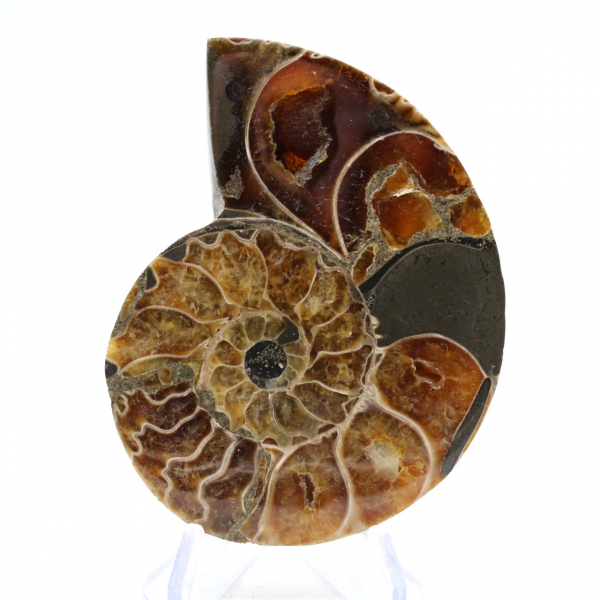 Authentic fossilized ammonite: Handcrafted finish