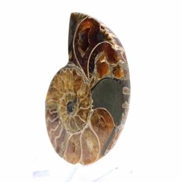 Authentic fossilized ammonite: Handcrafted finish