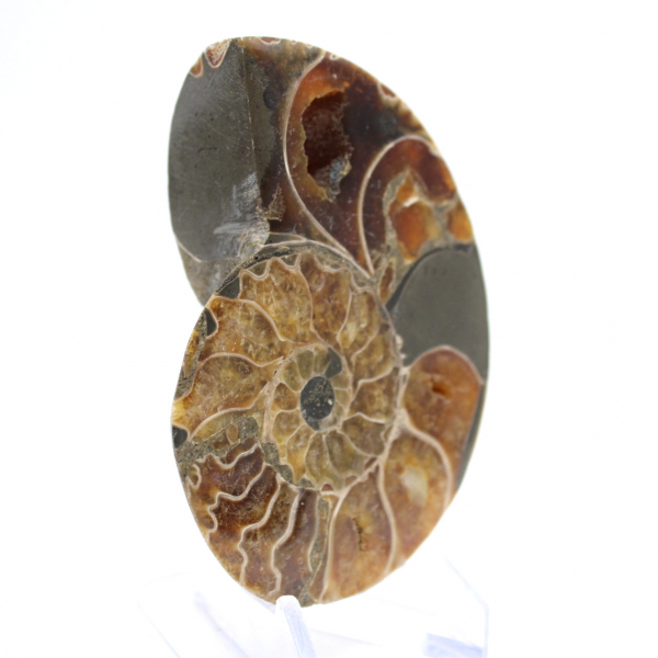 Authentic fossilized ammonite: Handcrafted finish