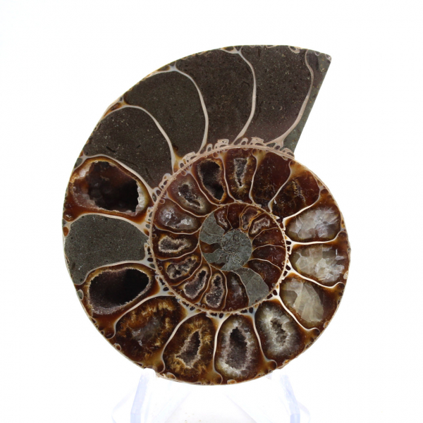 Ammonite Specimen: Between Land and Sea