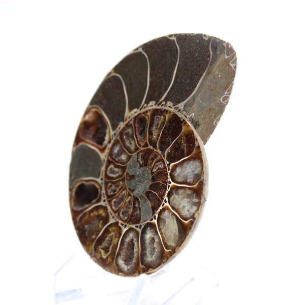 Ammonite Specimen: Between Land and Sea