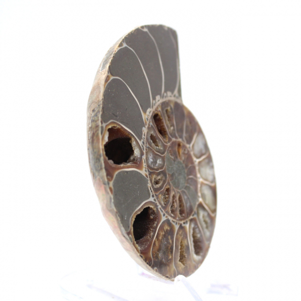 Ammonite Specimen: Between Land and Sea