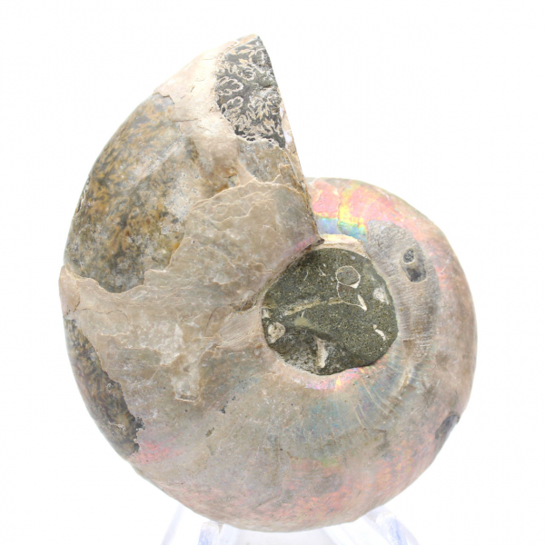 Polished ammonite from Mahajanga: Paleontological treasure