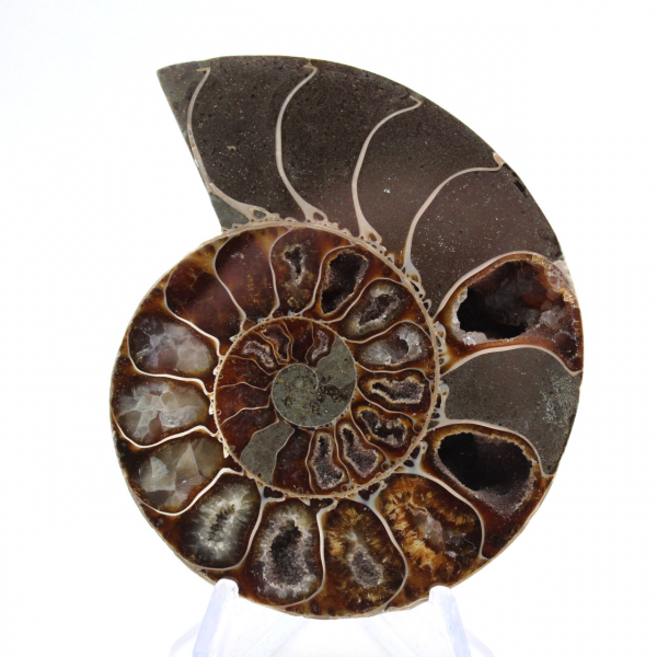 Polished ammonite from Mahajanga: Paleontological treasure