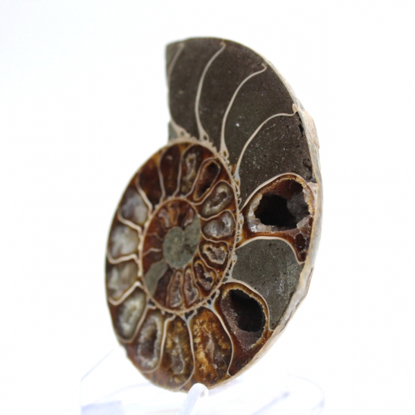 Polished ammonite from Mahajanga: Paleontological treasure