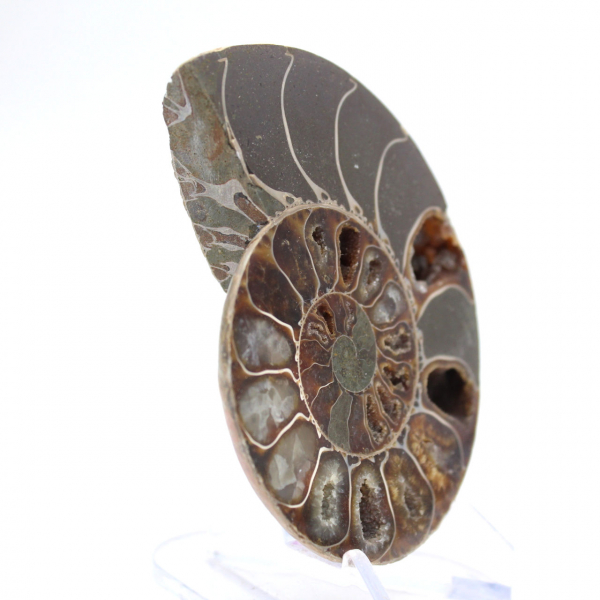 Polished ammonite from Mahajanga: Paleontological treasure