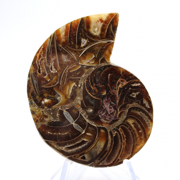 Small Ammonite from Madagascar: Mineral Purity