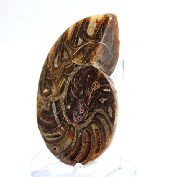 Small Ammonite from Madagascar: Mineral Purity