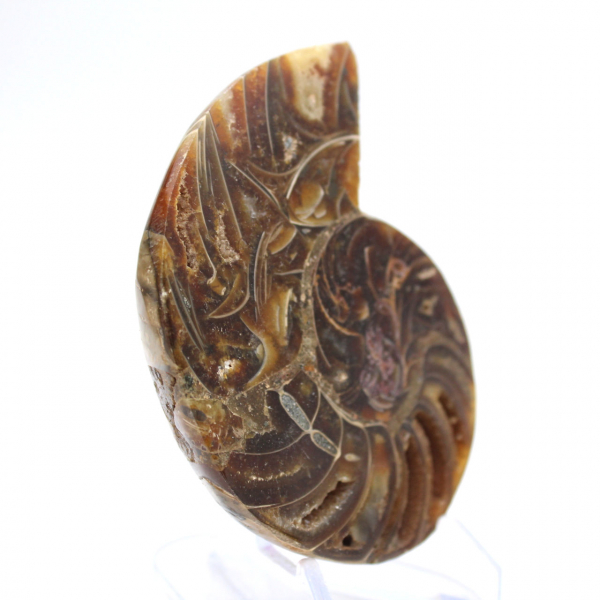 Small Ammonite from Madagascar: Mineral Purity