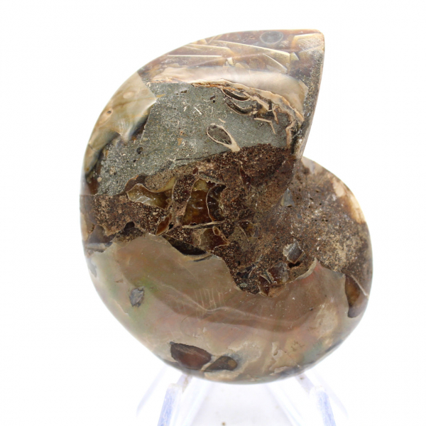 Fossil ammonite: Contrast of natural textures