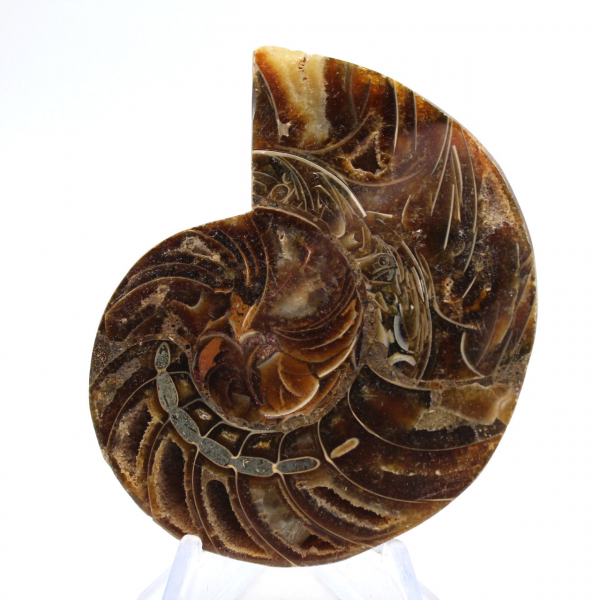 Fossil ammonite: Contrast of natural textures