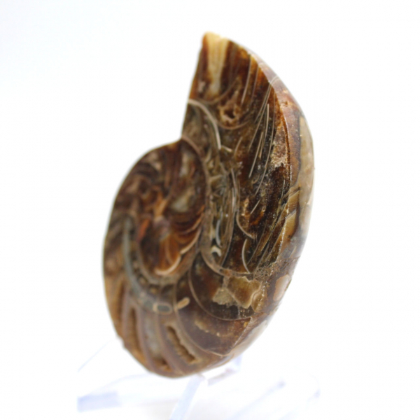 Fossil ammonite: Contrast of natural textures
