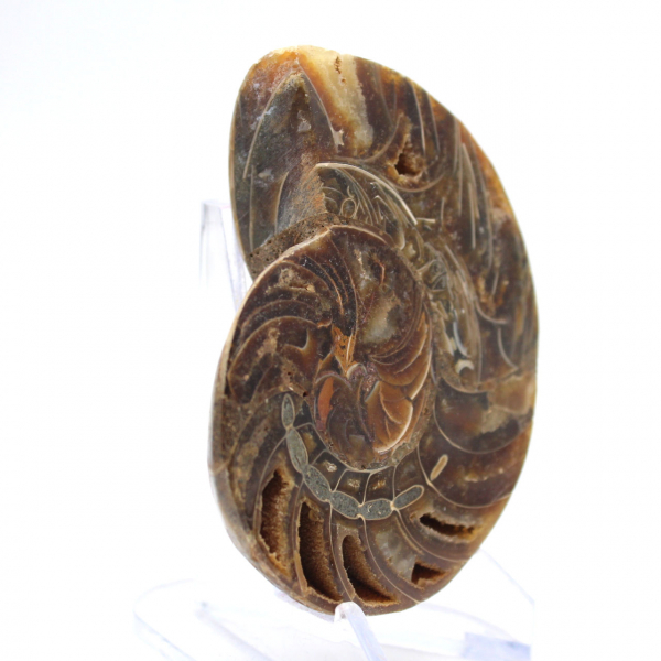 Fossil ammonite: Contrast of natural textures