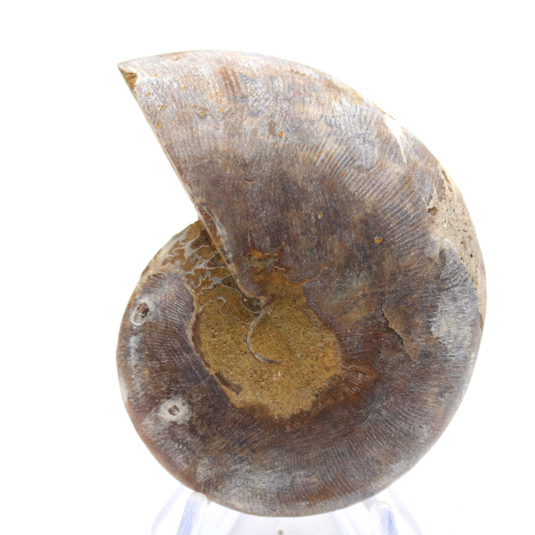 Collectible Ammonite: Balance and Authenticity