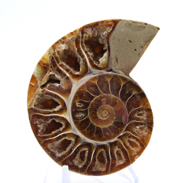 Collectible Ammonite: Balance and Authenticity
