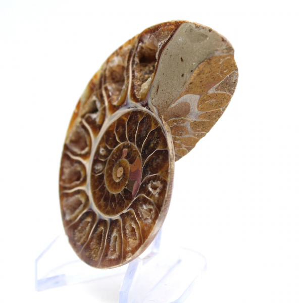 Collectible Ammonite: Balance and Authenticity