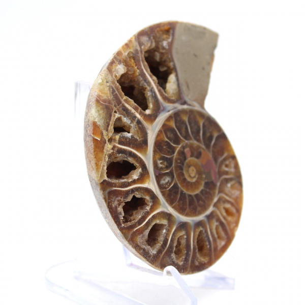 Collectible Ammonite: Balance and Authenticity