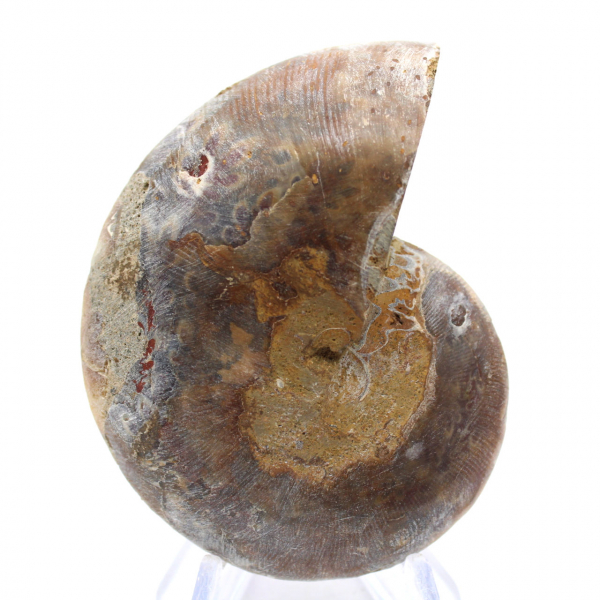 Polished Ammonite Fossil: Light of Mahajanga