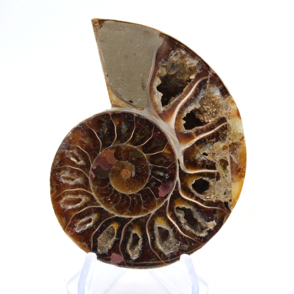 Polished Ammonite Fossil: Light of Mahajanga