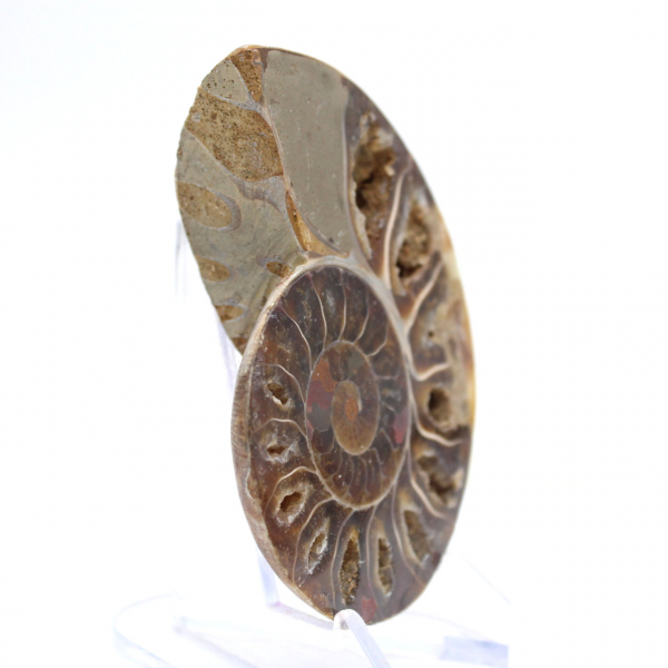 Polished Ammonite Fossil: Light of Mahajanga