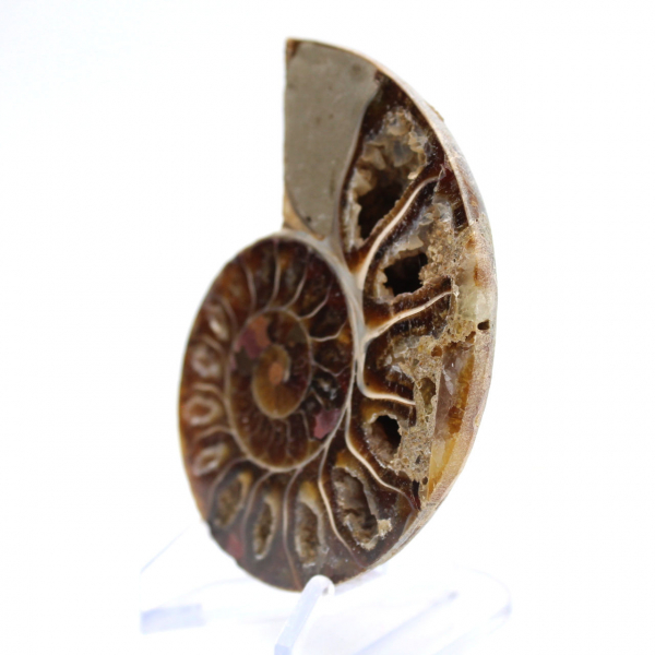 Polished Ammonite Fossil: Light of Mahajanga