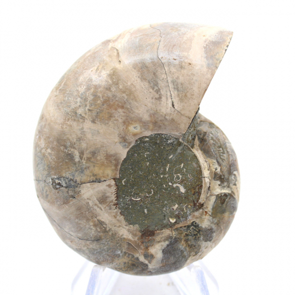 Ammonite from Madagascar: Strength and Stability