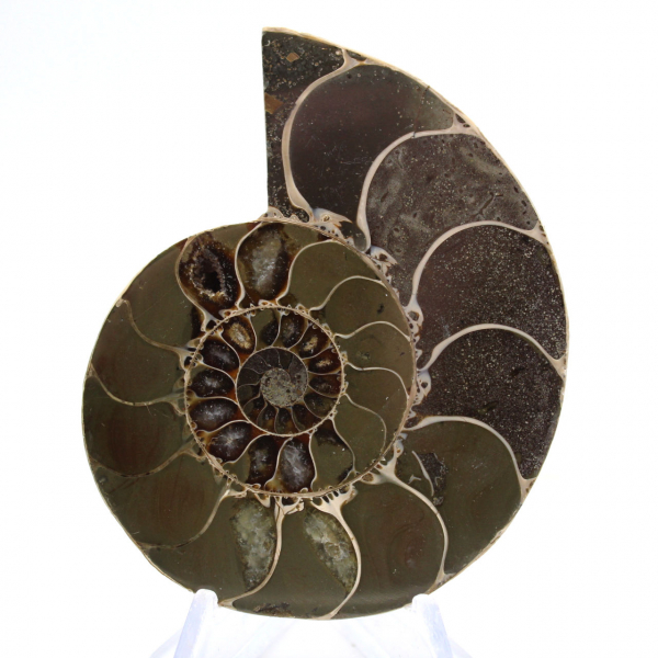 Ammonite from Madagascar: Strength and Stability