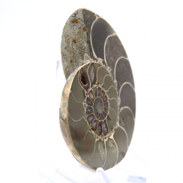 Ammonite from Madagascar: Strength and Stability