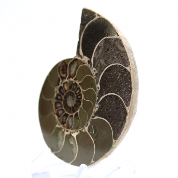 Ammonite from Madagascar: Strength and Stability