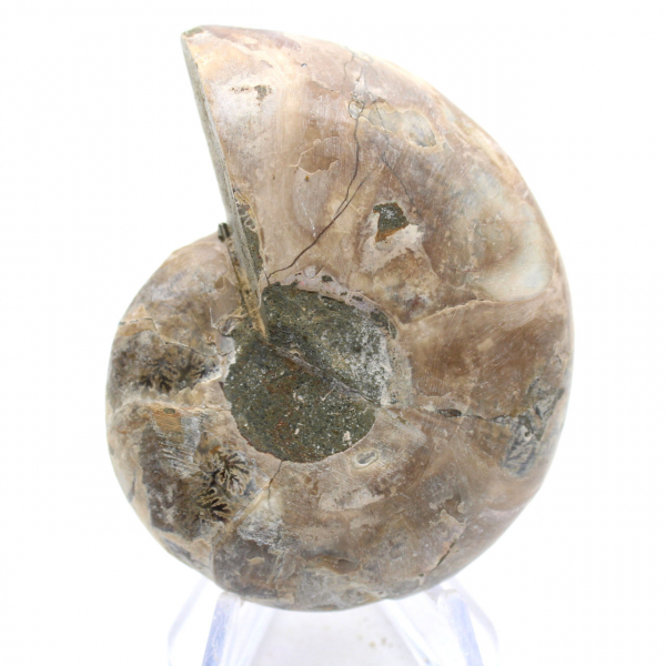Fossilized cephalopod: Double-sided ammonite
