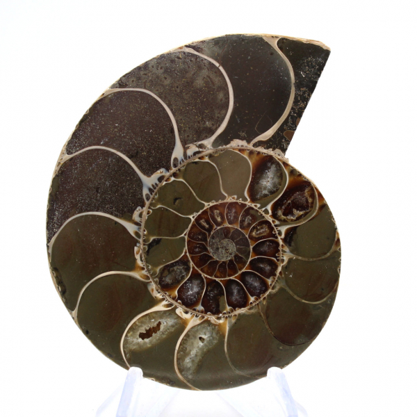 Fossilized cephalopod: Double-sided ammonite
